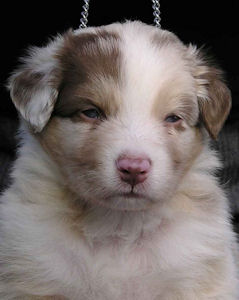 Red Merle male #2, headshot.